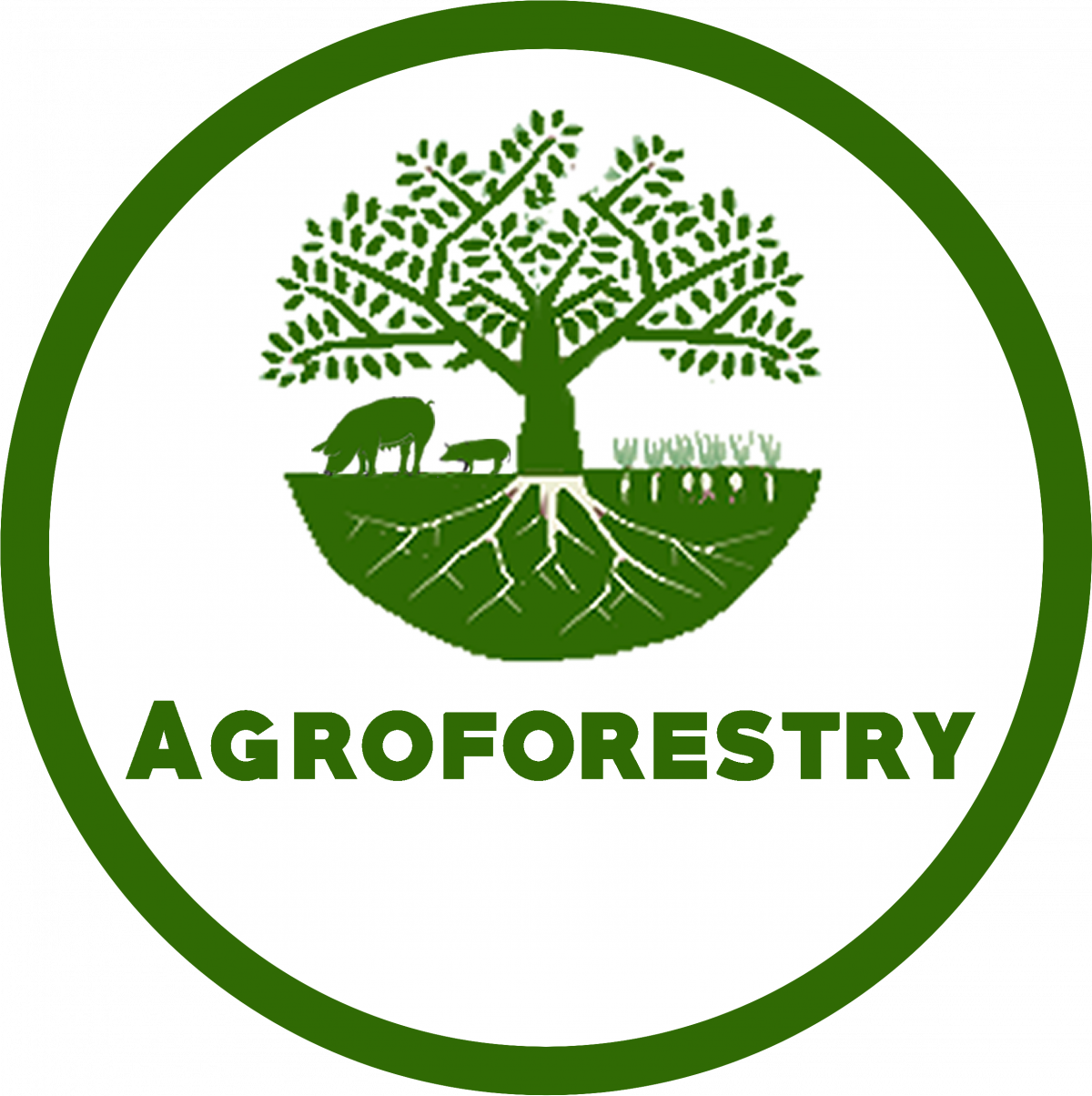 Agroforestry - Great Southern Forestry